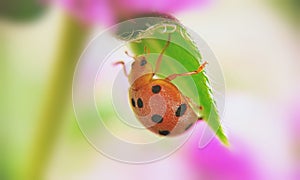 A little ladybug