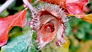 Little ladybug on beechnuts