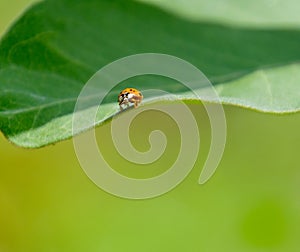 Little ladybug beetle on a big leaf