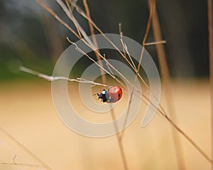 Little Ladybug Crawling in Nature
