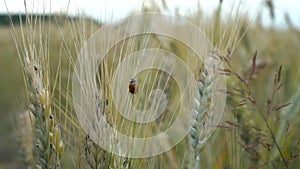 A little ladybug crawls on ears of wheat that sway in the wind on a summer day in the field.