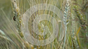 A little ladybug crawls on ears of wheat that sway in the wind on a summer day in the field.