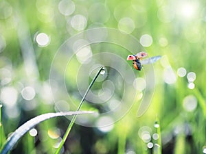 Little ladybug flies over the green grass covered with shiny dew