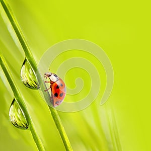 Little ladybug