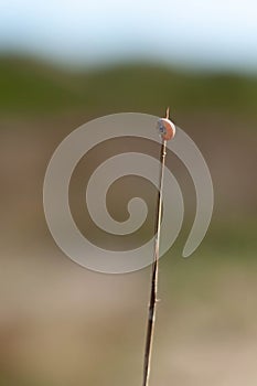 Little ladybug on a grass stalk