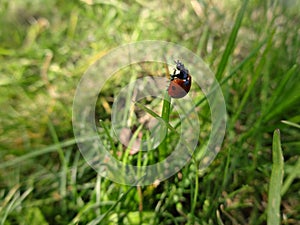 Little ladybug in green grass