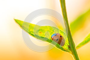 Little ladybug in a piece of grass