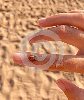 A little ladybug is sitting on the girlâ€™s hand.