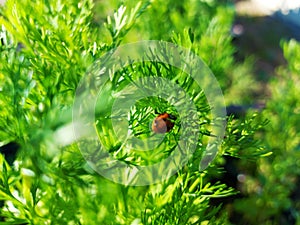 Little ladybug sitting among grass