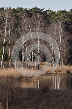 Little lake  in Nature Reserve Kampina Netherlands