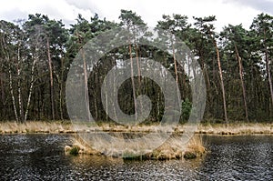 Little lake in a pine forest