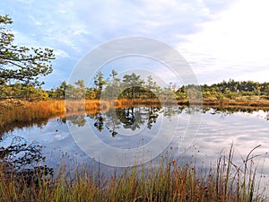 Little lake, plants and beautiful cloudy sky in swamp, Lithuania