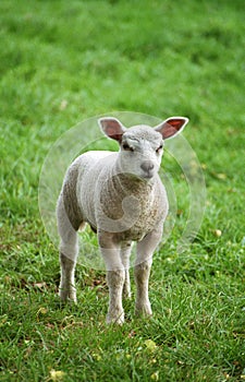 Little lamb