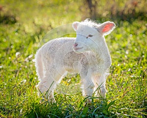 Little lamb