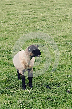 Little lamb bleating for his mother