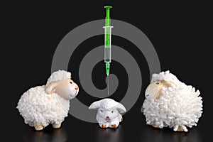 Little lamb getting vaccine between sheep parents