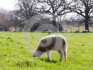 Little Lamb grazing on the grass