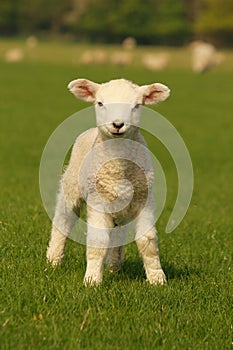 Little lamb on green grass