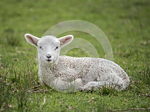 Little lamb portrait