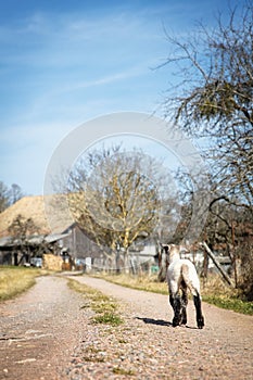 Little lamb running back to the farmstead, animal welfare
