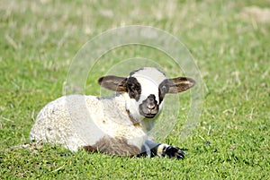 Little lamb standing alone