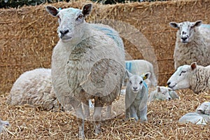 Ewe with her lamb photo