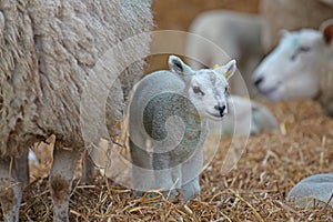 Ewe with her lamb photo