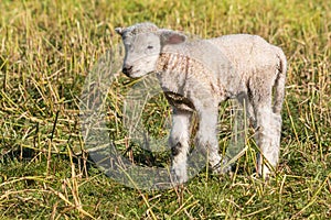 Little lamb standing on spring meadow