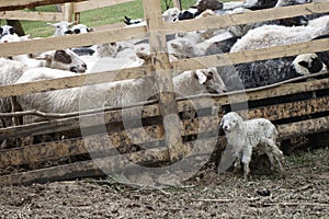 Little lamb stands near a wooden fence. Transcarpathia