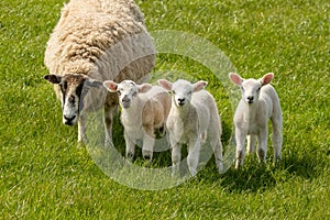 Little lamb triplets in the spring in a green field with their mother sheep in the meadow