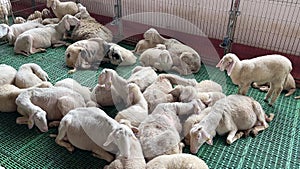 Little lamb walks among sheared sleeping sheep