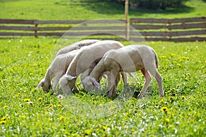 Little lambs grazing on a beautiful green meadow with dandelion.