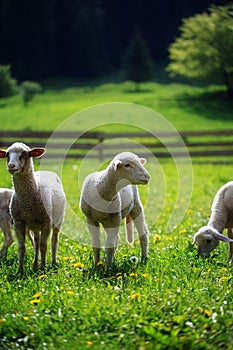 Little lambs grazing on a beautiful green meadow with dandelion.