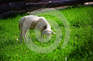 Little lambs grazing on a beautiful green meadow with dandelion.