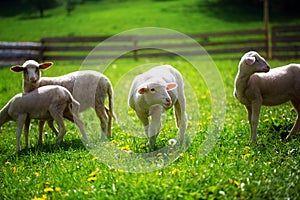 Little lambs grazing on a beautiful green meadow with dandelion.