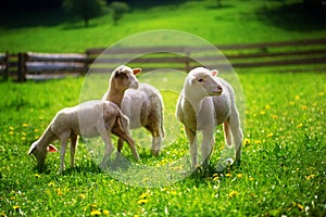 Little lambs grazing on a beautiful green meadow with dandelion.