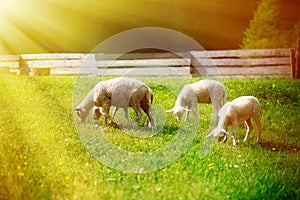 Little lambs grazing on a beautiful green meadow with dandelion.