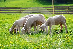 Little lambs grazing on a beautiful green meadow with dandelion.