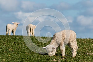Little lambs grazing on fresh meadow