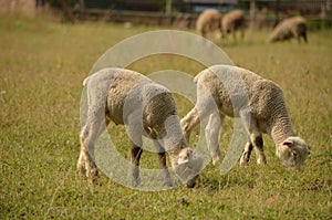 Little lambs grazing on grass.