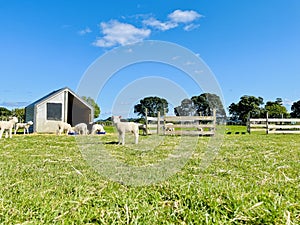 Little lambs live in the sheepfold on green grass blue sky background.