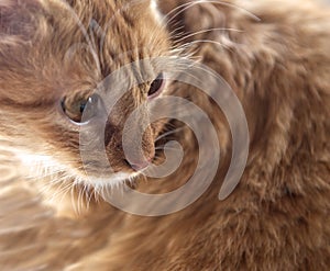 Little lazy cat, domestic cat close up, brown cat portrait