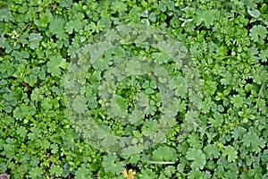 Little leaves of grass,leaves of Geranium molle and chamomile leaves