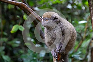 A little lemur on the branch of a tree in the rainforest
