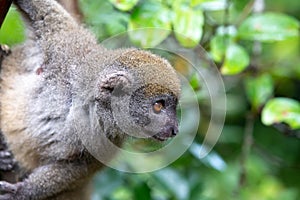 A little lemur on the branch of a tree in the rainforest