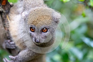 A little lemur on the branch of a tree in the rainforest