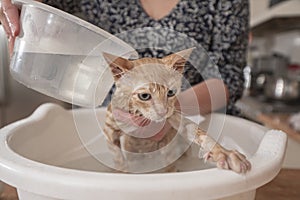 Little light brown baby kitten being bathed by her owner inside a white plastic face washer filled with water in the kitchen of