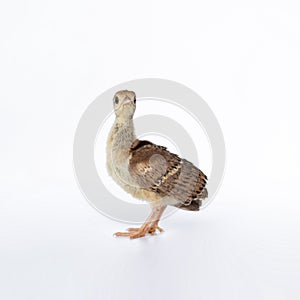 A little, light brown young Indian peafowl was photographed up close in a studio against a stark white background