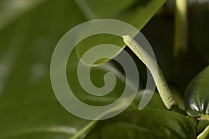 Little light green spadix.