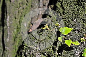 Little linden leaf Tilia cordata, small-leaved lime, occasionally littleleaf linden or small-leaved linden